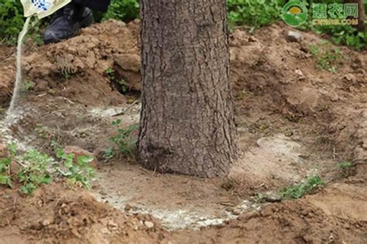 大树施肥一般采用什么方法施肥呢？