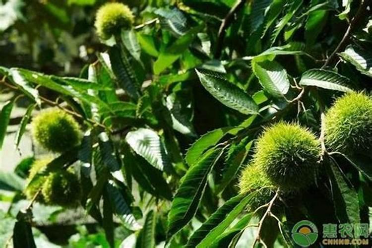 板栗施硼肥有什么技巧？对树本身有哪些好处呢？