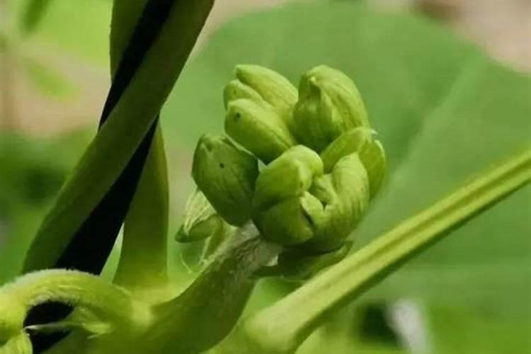 早春大棚豇豆是初花期还是盛花期能喷芸苔素内酯？