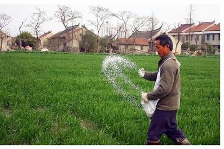 施钾肥太多有什么影响呢？