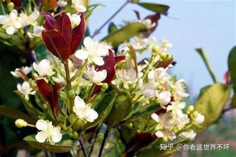 樱桃怎么浇水合理？施肥高产用哪种水溶肥好