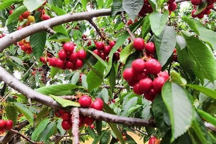 怎么促进樱桃开花？樱桃开花前用什么肥？