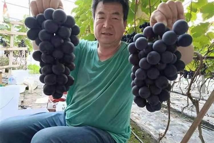 嘎啦下代前能冲肥吗？能上冲施肥吗