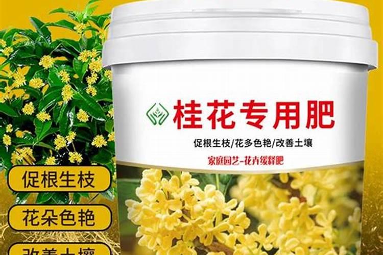 桂花树专用肥有哪些 施肥注意事项