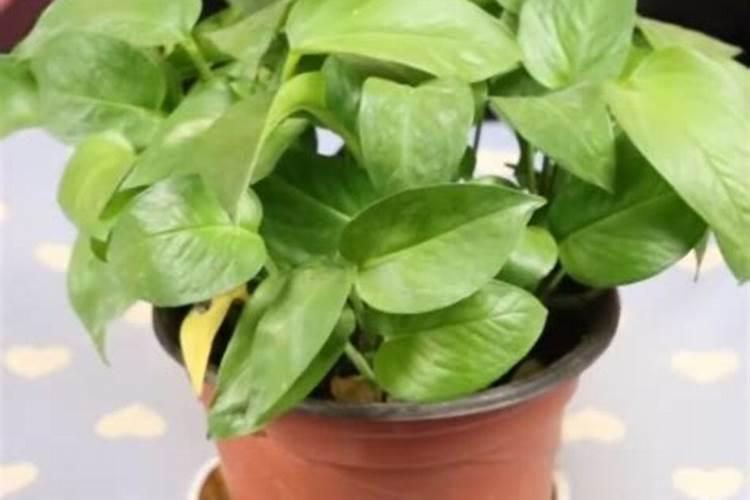 花卉不换盆怎么施肥？