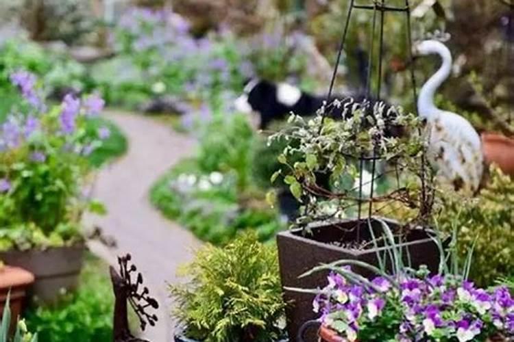 花盆里加点这个,10年不用换盆,花儿越开越旺