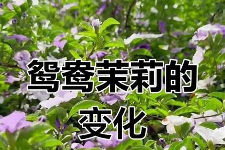 双色茉莉不开花怎么回事(教你茉莉的催花窍门)