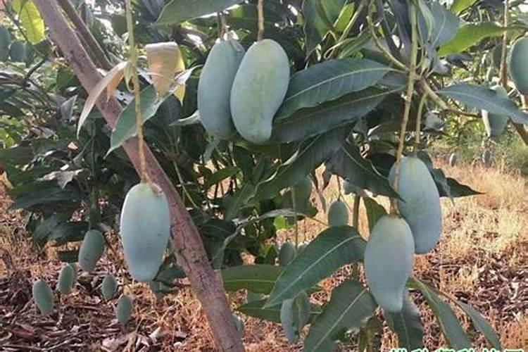 芒果树什么时候下磷肥最好？