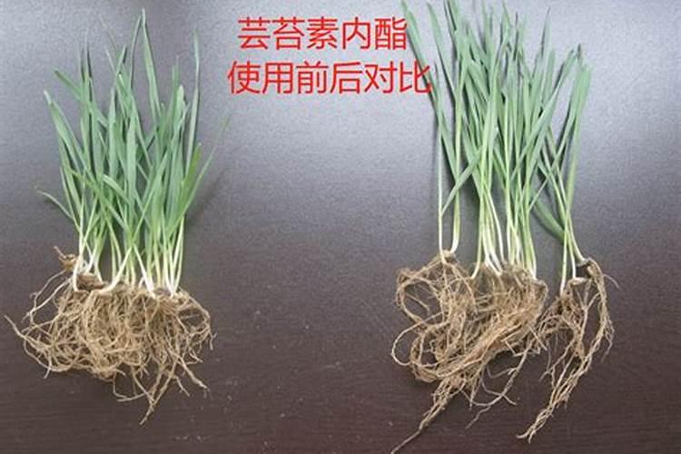 移栽油菜多久可以喷芸苔素内酯水？