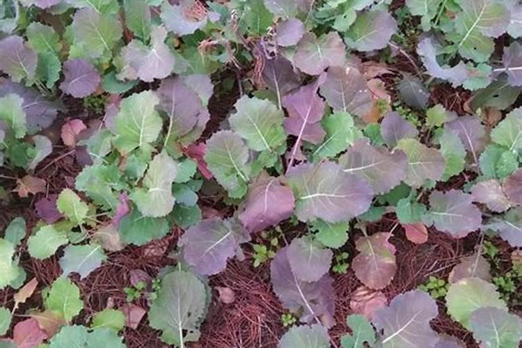 油菜苗有苗株叶片变紫,枯萎,矮小现象,是怎么回事？该如何处理？