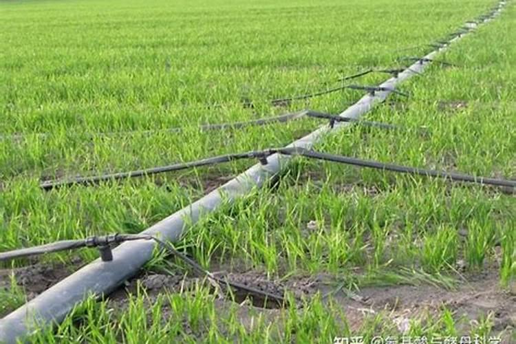 喷施钾肥哪种好一点？