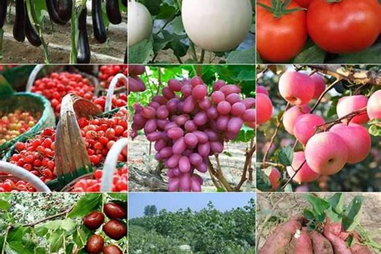 冲施肥什么牌子最好