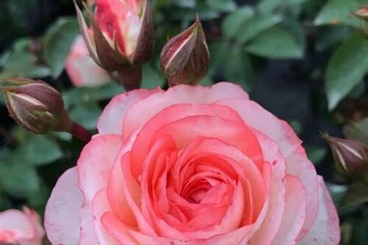 月季磷肥多了会变色嘛怎么办呢？