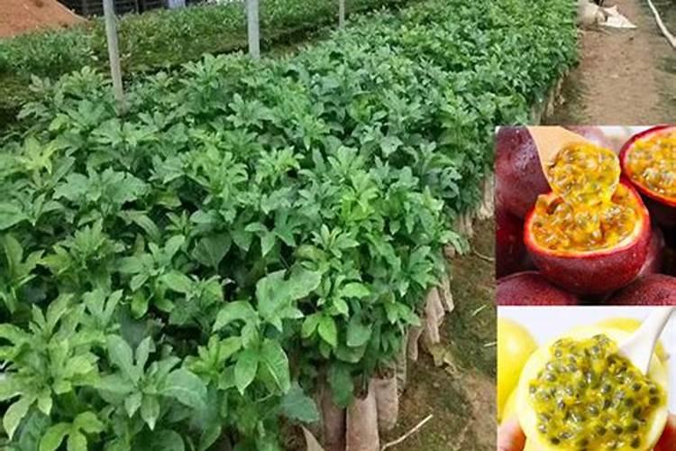 黄金百香果结果用肥料