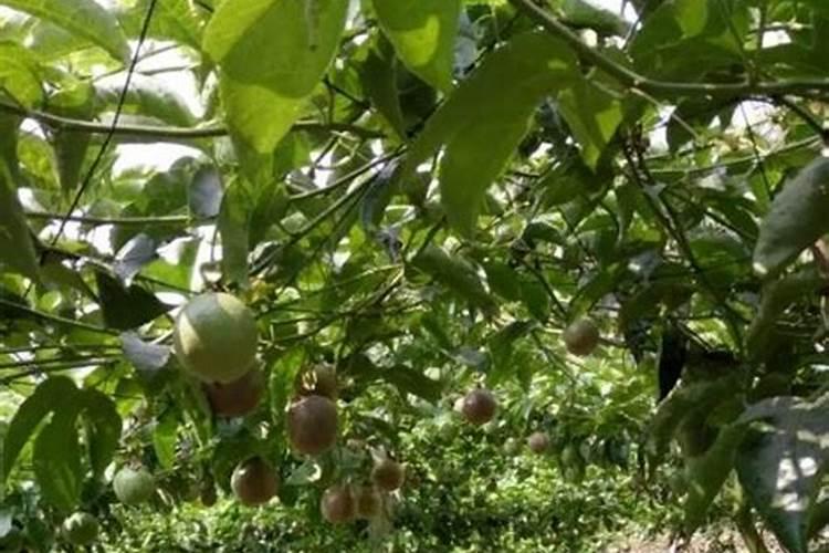 百香果结果期用什么复合肥？百香果膨果期用什么水溶肥好？