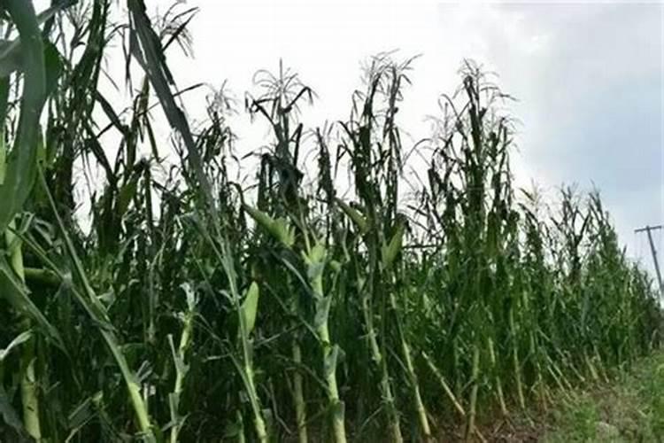 过多施用氮肥的危害有哪些？