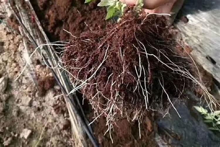 根系不发达怎样处理