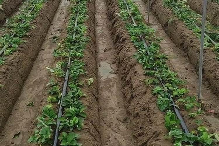 草莓缓苗后冲什么肥料