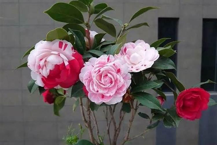 养护茶花期间,什么时候才能喷施磷酸二氢钾？