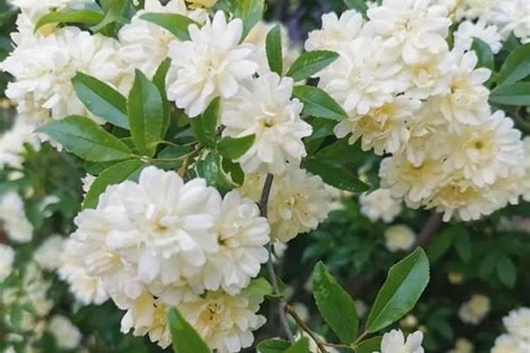 木香花用哪种氮肥好养？