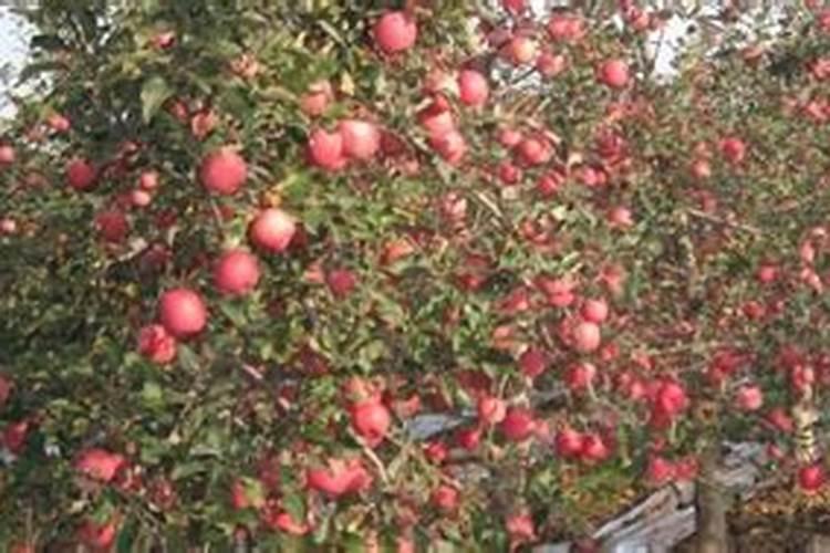 果树专用肥有哪几种