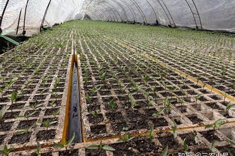 辣椒苗床用什么杀菌剂好？