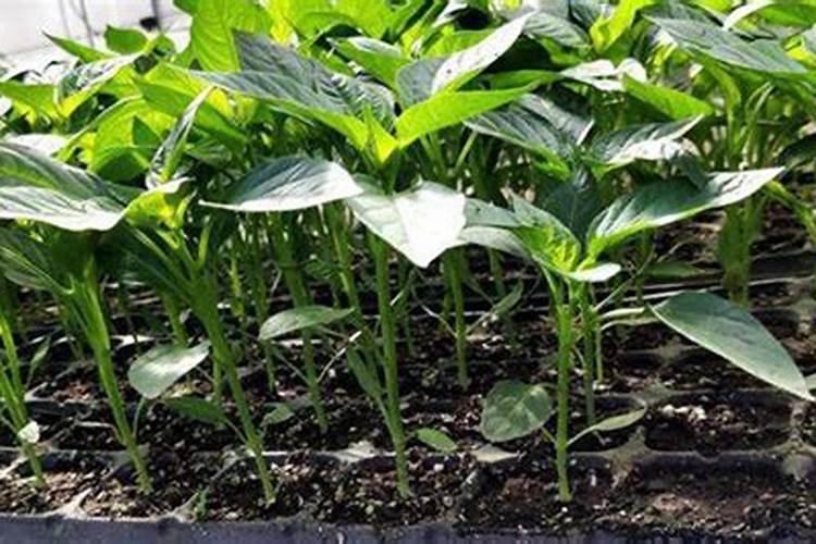 现在辣椒苗床可以打杀菌药吗有毒吗