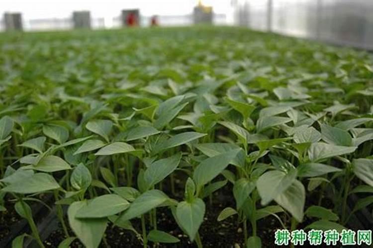 大棚秋延后栽培辣椒怎样搞好种子及苗床消毒？