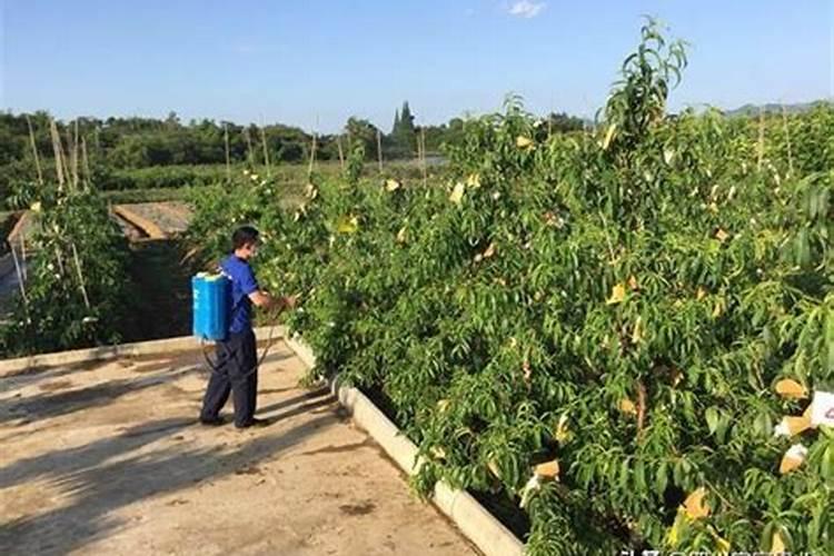 桃子施肥的原因