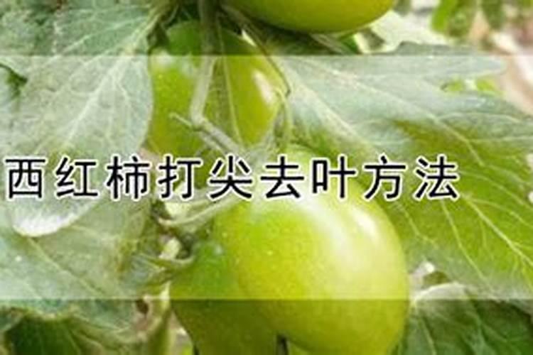 马上打尖和打尖之后的西红柿施哪种含量高的化肥？秧子不算壮是用平衡肥...