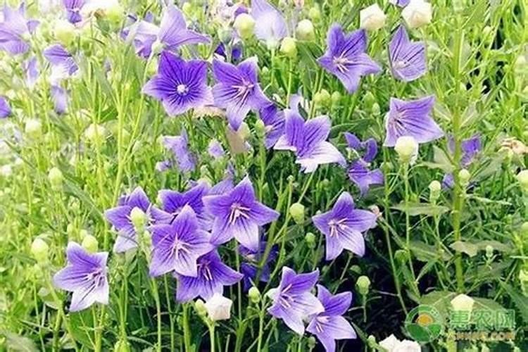 桔梗怎么种植？桔梗种植技术讲解