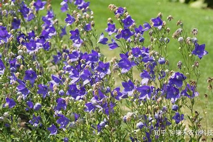 桔梗种植方法 桔梗种植方法介绍