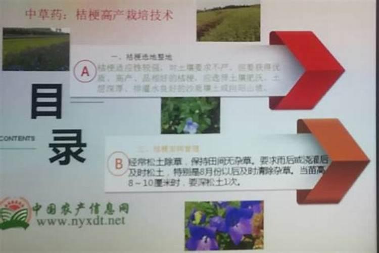 桔梗高产栽培技术