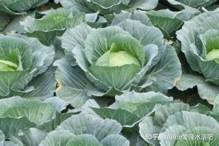 甘蓝—甘蓝—尖椒高效栽培模式