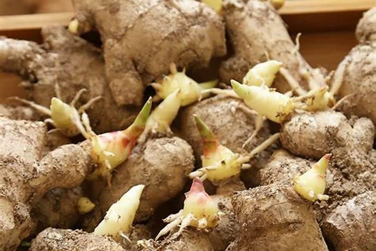 大姜分化二芽慢怎么办