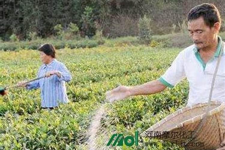 茶叶喷施液体氮肥行吗吗怎么施肥？