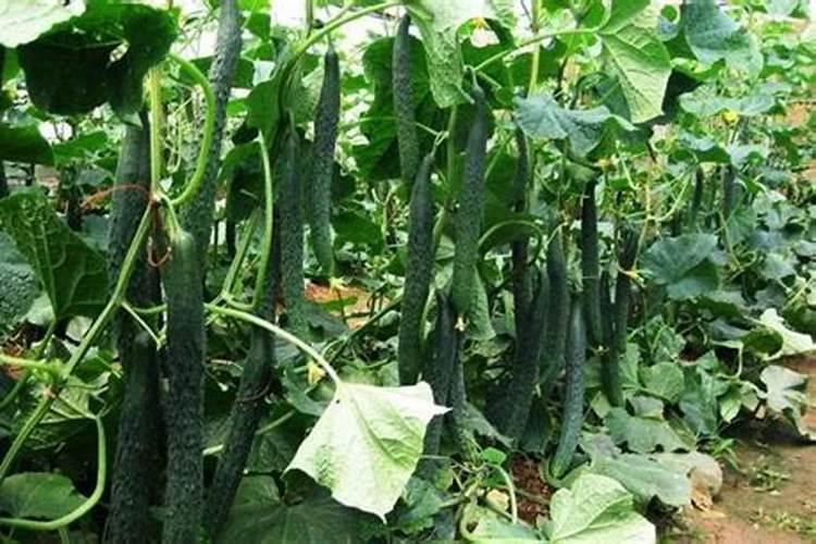 黄瓜浇大量元素好吗怎么浇？