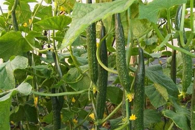 黄瓜种植用什么肥料提升品质？黄瓜什么时候追肥效果好？