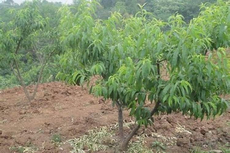 桃树成熟前落果咋办？