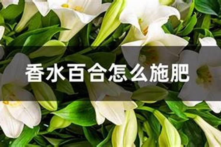 香水百合怎么施肥