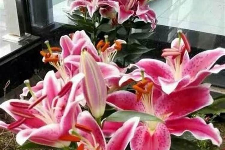 香水百合的养殖方法和注意事项