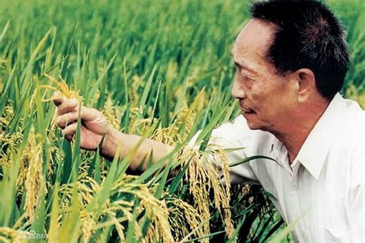 袁隆平的杂交水稻养活了多少人