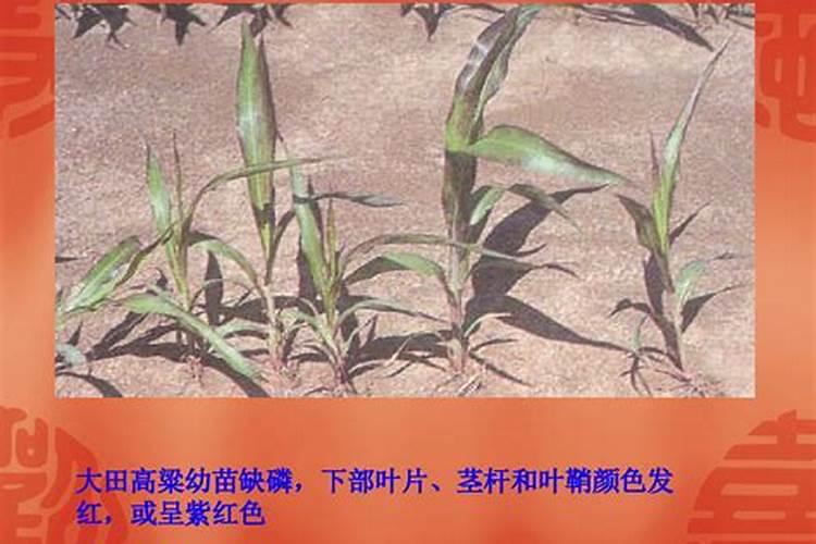 缺少磷肥会得什么病症？