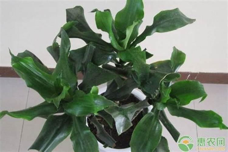 螺纹铁的养殖方法和注意事项