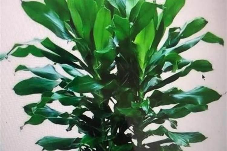 螺旋铁如何养护？