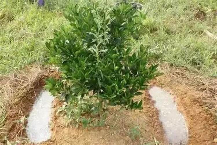 十月柑橘还能施氮肥吗