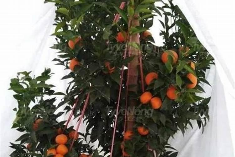 10月份柑橘如何管理