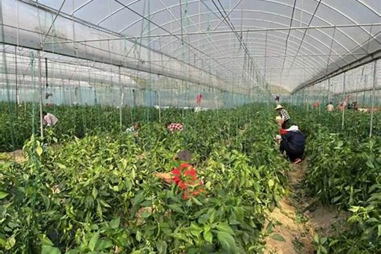 五年棚龄的大棚辣椒门椒采摘后如何施水溶肥？