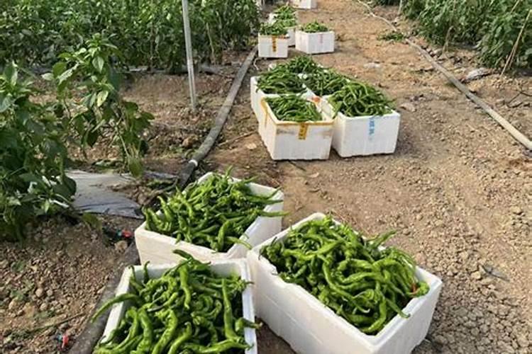 大棚辣椒全年施肥方案!谢谢