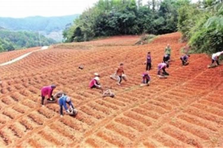 藠头施肥用什么肥料